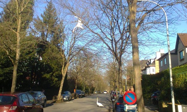 Zwanen landen compleet verkeerd in … het verkeer