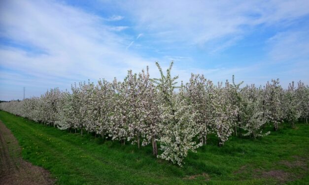 Haspengouws weerpraatje. Dinsdag een beetje zon in Haspengouw