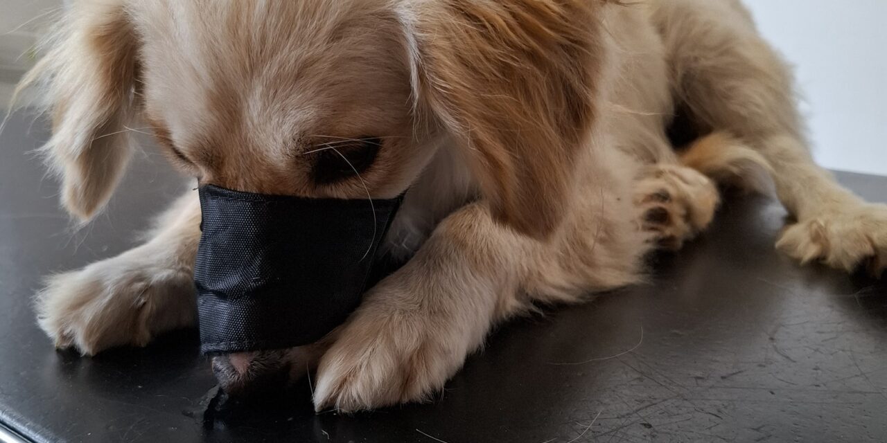 Truiense Animal Rescue Service snelt ter hulp voor zwaargewond hondje…op viaduct van Vilvoorde