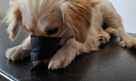 Truiense Animal Rescue Service snelt ter hulp voor zwaargewond hondje…op viaduct van Vilvoorde