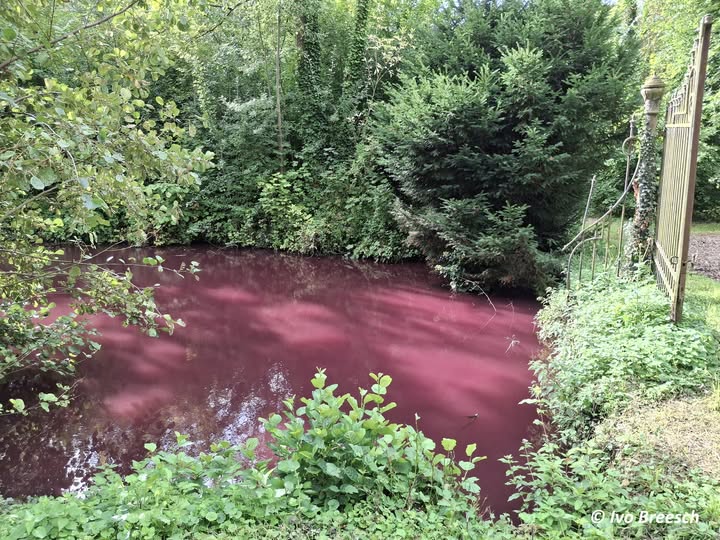 Mysterieuze roodroze kleurige poel in Speelhof van Sint-Truiden