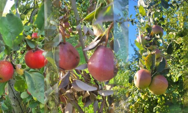 Koppel in Engelmanshoven opent boomgaard twee zondagen voor een (bijna gratis) fruitpluk
