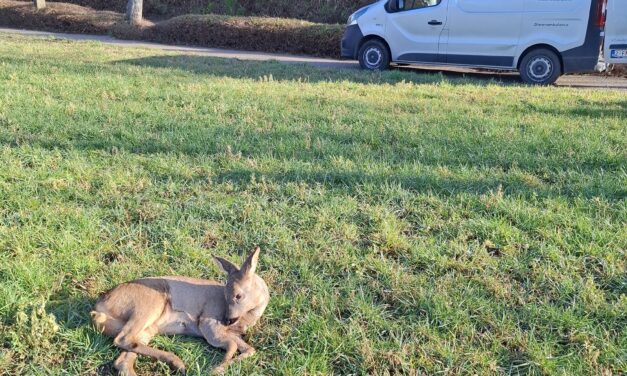 “Druk druk druk” voor vrijwilligers van het Truiense Animal Rescue Service