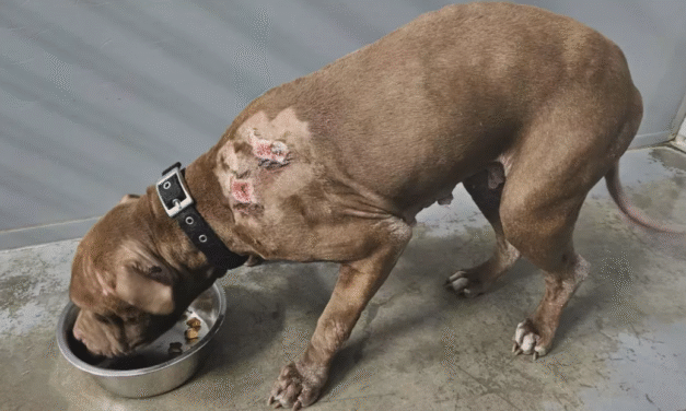 Zwaar verwaarloosde hond Emma overleden in asiel van Sint-Truiden