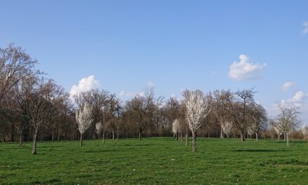 Vroege bloesems kleuren Haspengouw: zachte fruitsoorten trappen het seizoen af