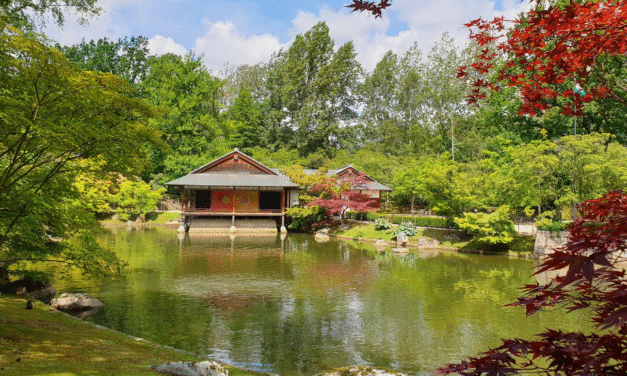 Japanse Tuin in Hasselt heropent met ecologische primeur. “Bokashi Splash Dag moet de vijver gezond houden”