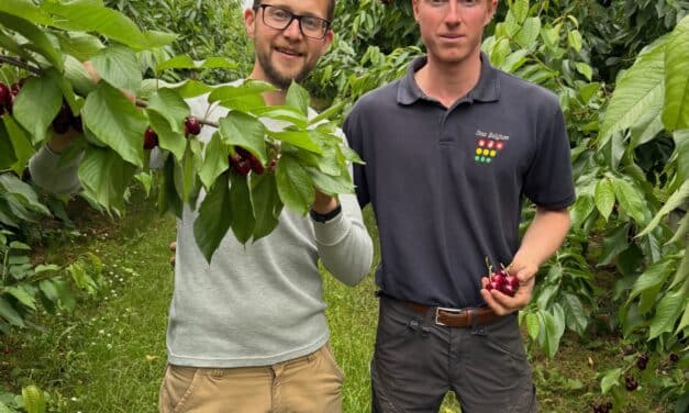 Na overvloedige buien verkopen Haspengouwse telers Vincent en Max rechtstreeks 6000 kilo kersen. “In de mond is er geen smaakverschil”