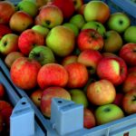 Hagelschade treft Limburgse appeloogst. Beschadigd fruit krijgt tweede leven als appelsap